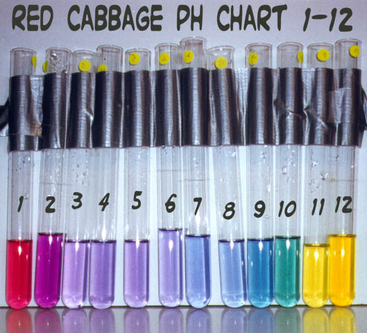 Red Cabbage pH Indicator