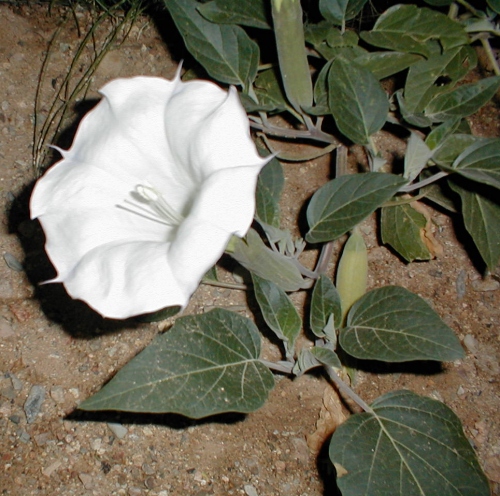 Solanaceae Datura spp. in Tucson, Arizona - USA
