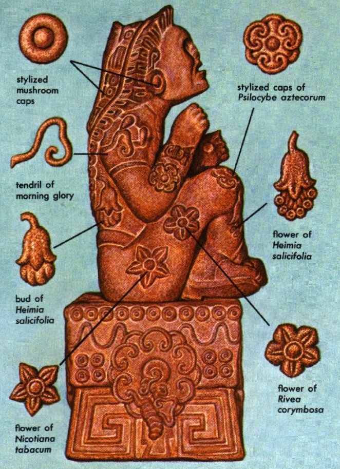 activating pineal gland. activates the pineal gland