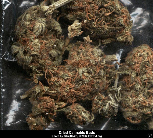 cannabis9.jpg