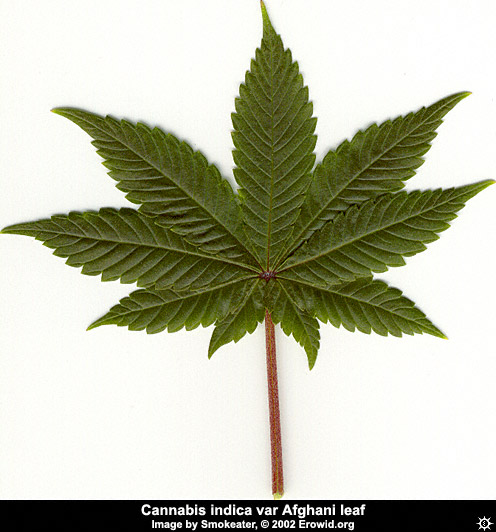 cannabis_leaf_indica2.jpg