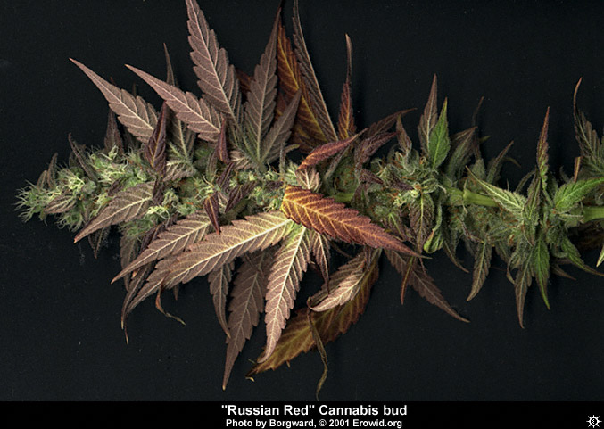 This is a picture of some freshly harvested cannabis buds. This is what weed 