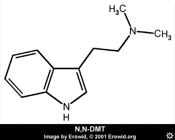 Serotonin and dmt | herb museum