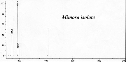 GCMS of Mimosa isolate