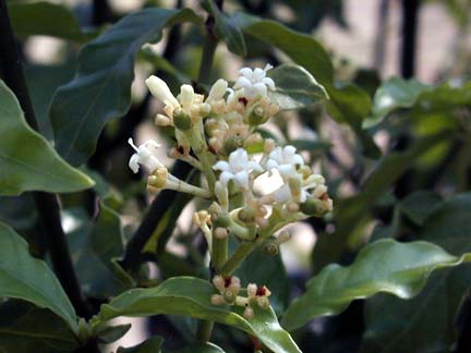 P. carthagenensis flowering Photo by Trout