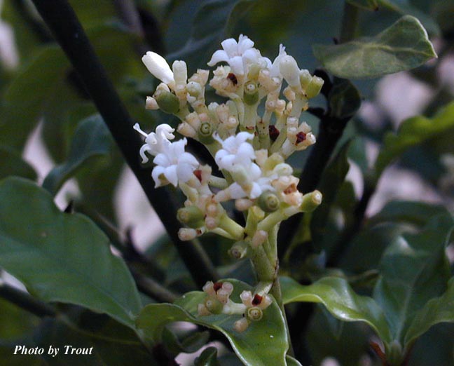P. carthagenensis flowers Photo by Trout