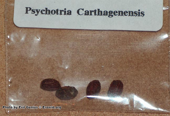 P. carthagenensis seeds Photo by Evil_Genius