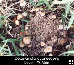 Copelandia cyancescens