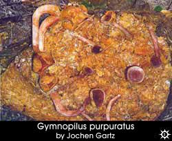 Gymnopilus purpuratus