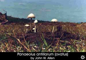 Panaeolus antillarum