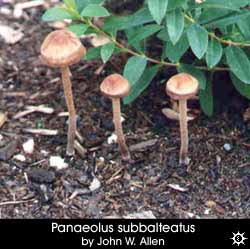 Panaeolus subbalteatus