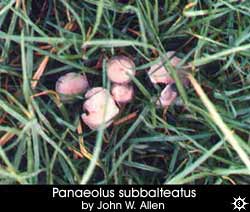 Panaeolus subbalteatus