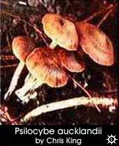 Psilocybe aucklandii