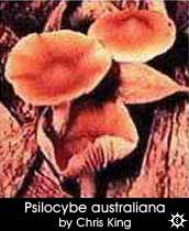 Psilocybe australiana