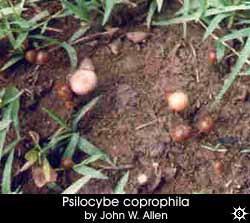 Psilocybe coprophila