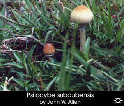 Psilocybe subcubensis