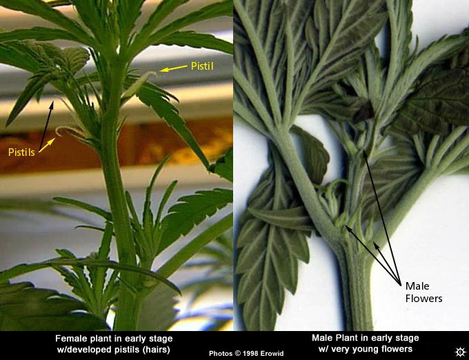 Erowid Plants Vaults : Images : cannabis gender.