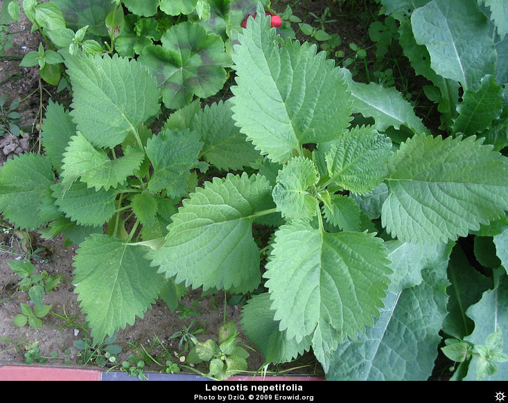 Erowid Plants Vaults : Images : leonotis nepetifolia _i2006e1164_disp