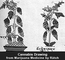 Cannabis Drawing